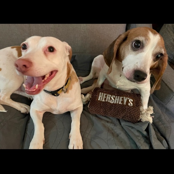 Meet your Posher, Posh - Picture 2 of 3